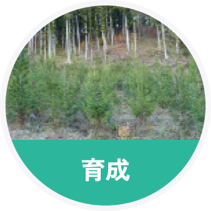 育成