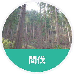間伐
