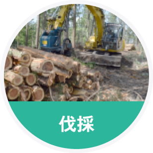 伐採